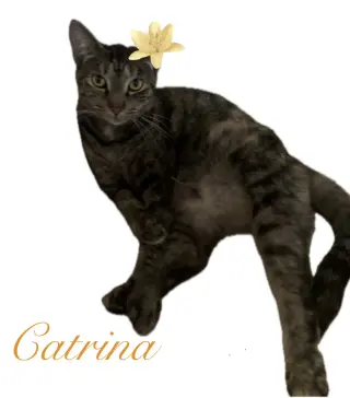 Catrina
