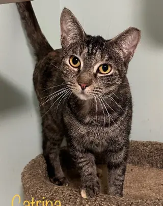 Catrina