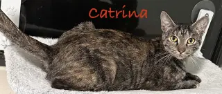 Catrina