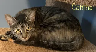 Catrina