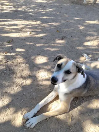 Holly