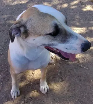 Holly