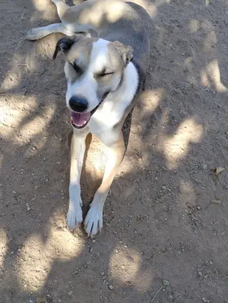 Holly