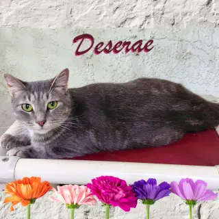 Deserae