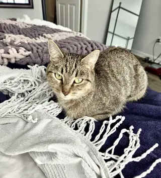 Chimichanga
