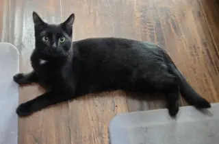 Pip