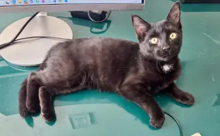 Pip