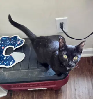 Pip