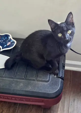 Pip