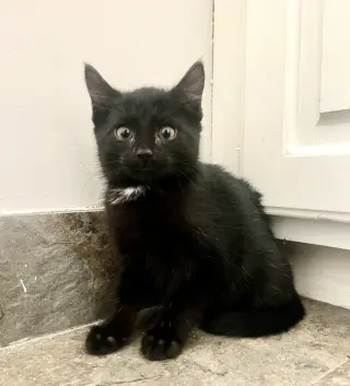 Pip