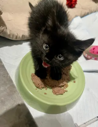 Pip