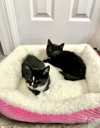 Pip