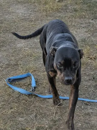 Bella