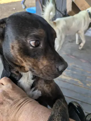 Bella