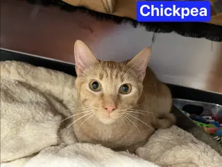 Chickpea