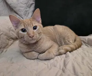 Chickpea