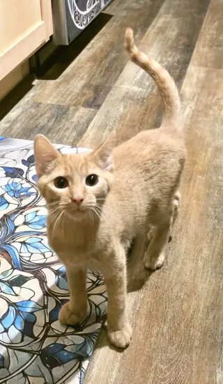 Chickpea
