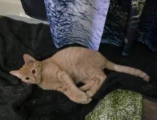Chickpea