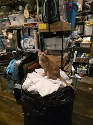 Chickpea