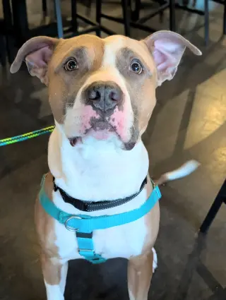 Prince