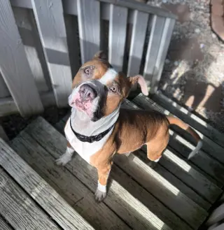 Prince