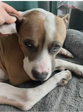 Prince