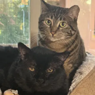 Filbert [and Jem]