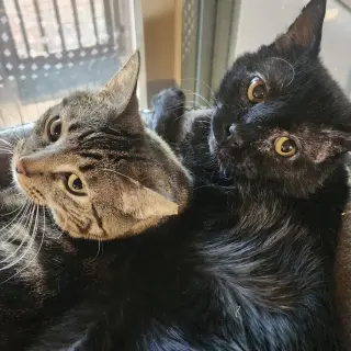 Filbert [and Jem]