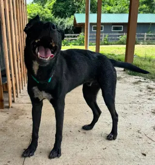 Macaroni
