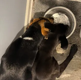 Macaroni