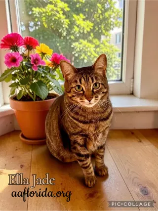 Ella Jade