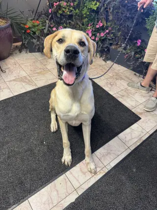 Scooby