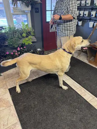 Scooby