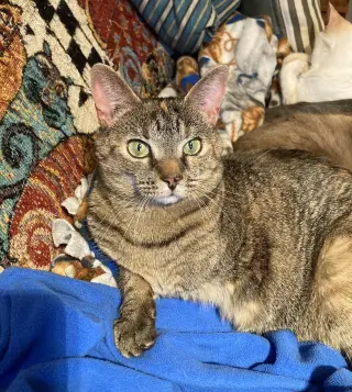 Skippy