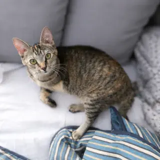 Skippy