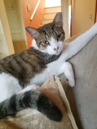 Nelson