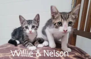 Willie