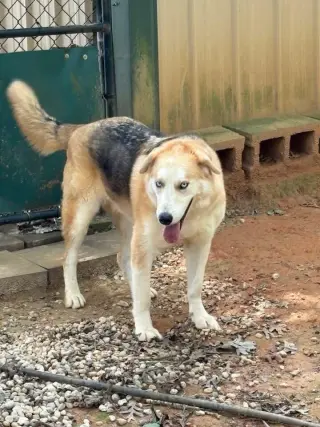 Loki