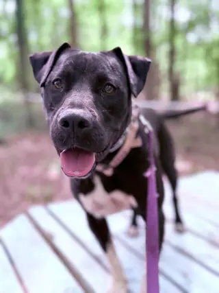 Andy