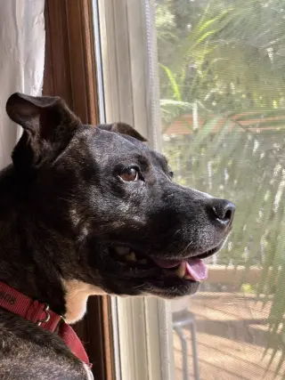 Gigi