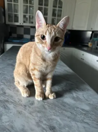 Custard