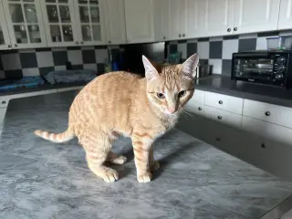 Custard