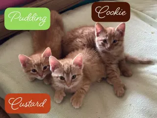 Custard