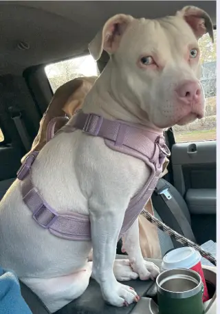 Yuki