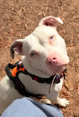 Yuki
