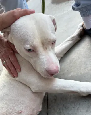 Yuki
