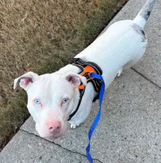 Yuki