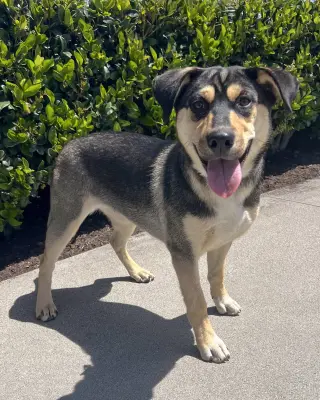 Bellatrix