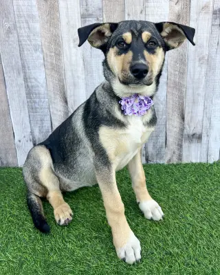 Bellatrix