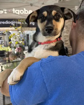 Bellatrix